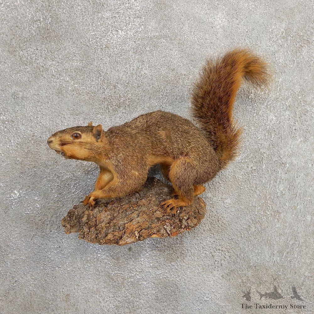 Fox Squirrel Taxidermy Mount For Sale #21022 @ The Taxidermy Store