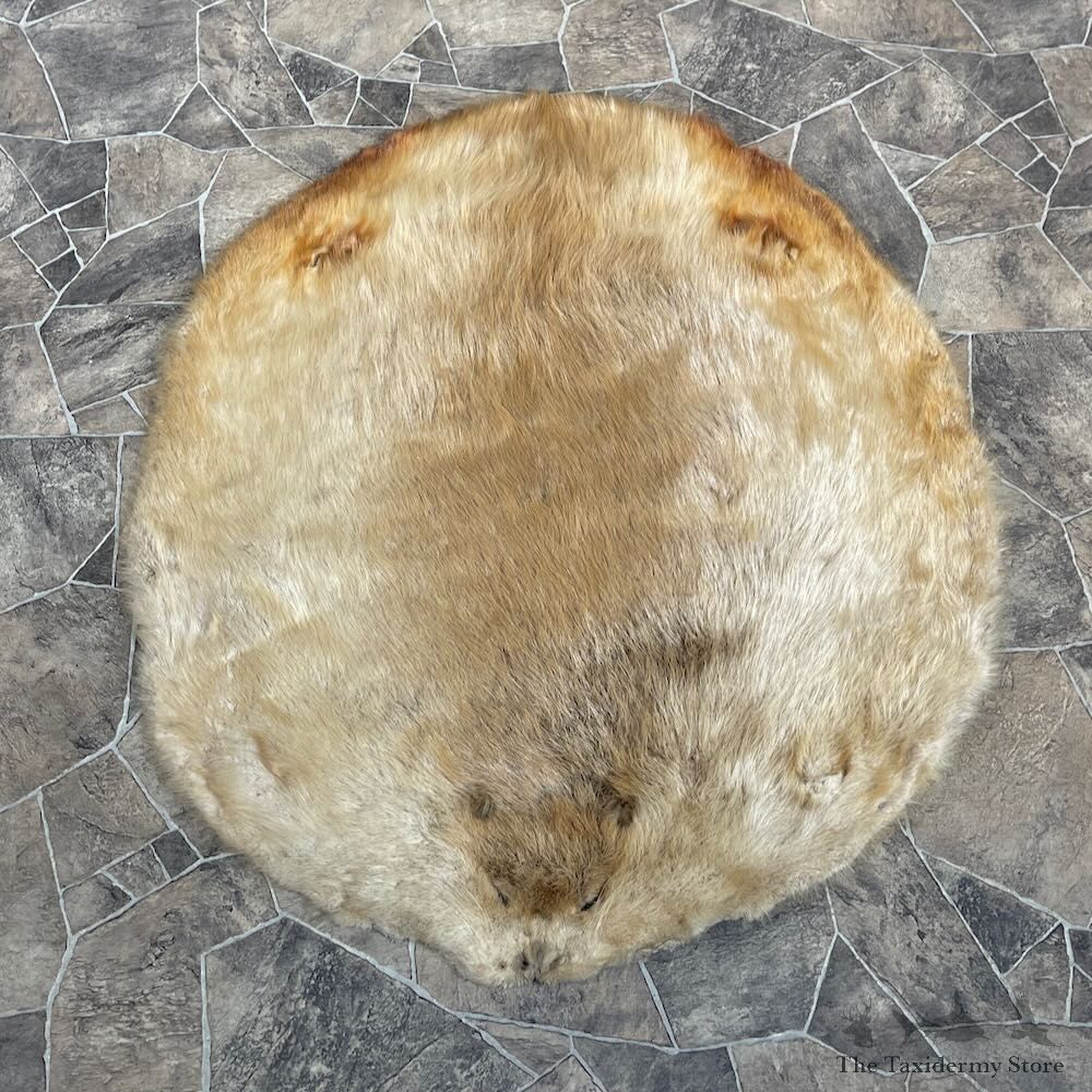 Beaver Tanned Pelt For Sale #27904 @ The Taxidermy Store