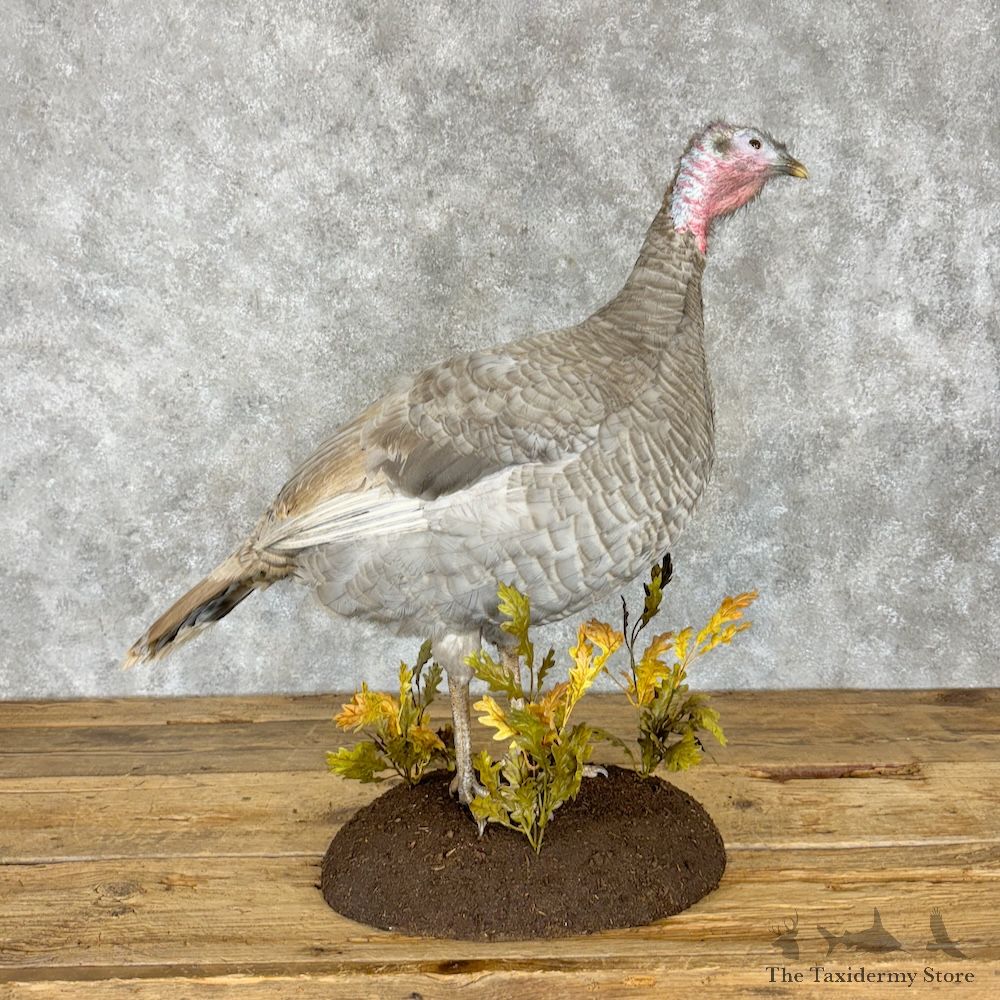 Blue Slate Turkey Hen Bird Mount For Sale #29658 @ The Taxidermy Store