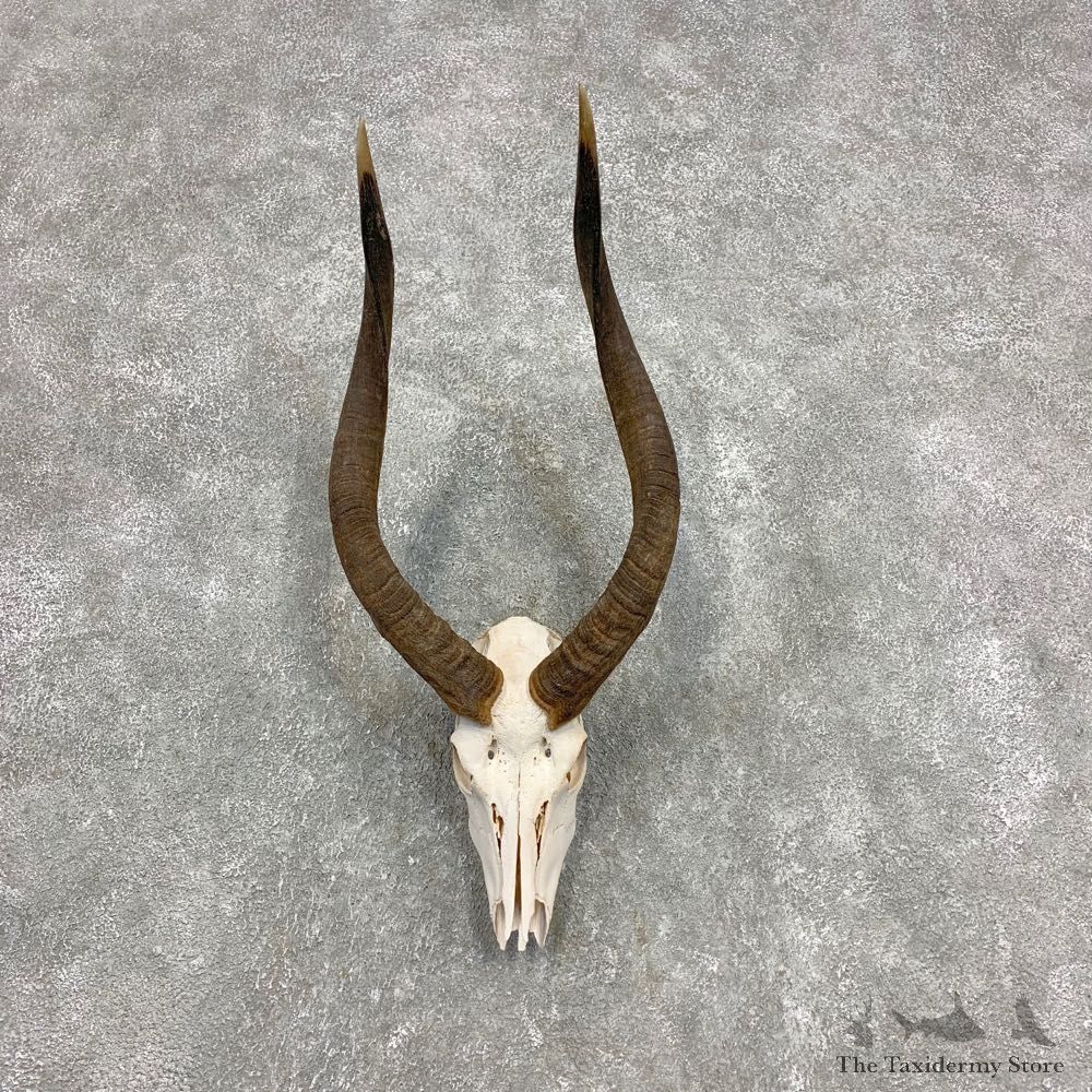 Nyala Skull & Horn European Mount For Sale #21588 @ The Taxidermy Store