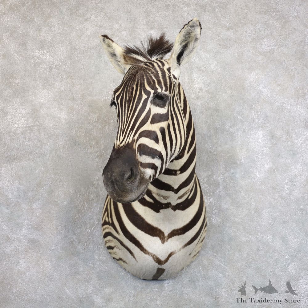African Zebra Shoulder Mount For Sale #22576 @ The Taxidermy Store