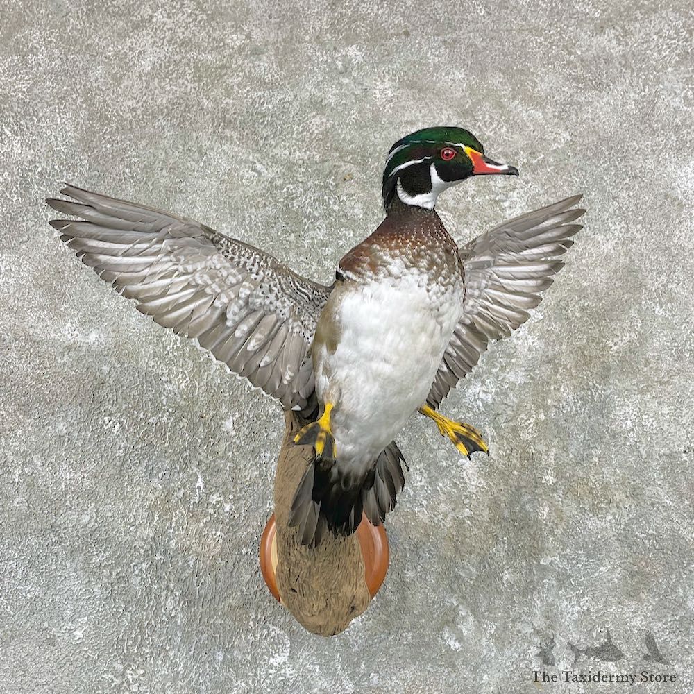 Wood Duck Taxidermy Bird Mount For Sale #26034 @ The Taxidermy Store