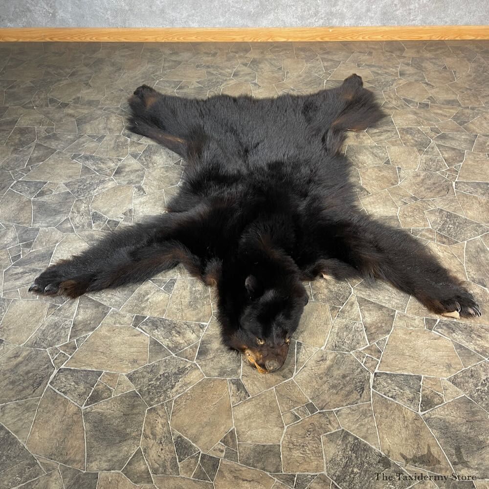 Black Bear Full Size Hide For Sale #27874 @ The Taxidermy Store