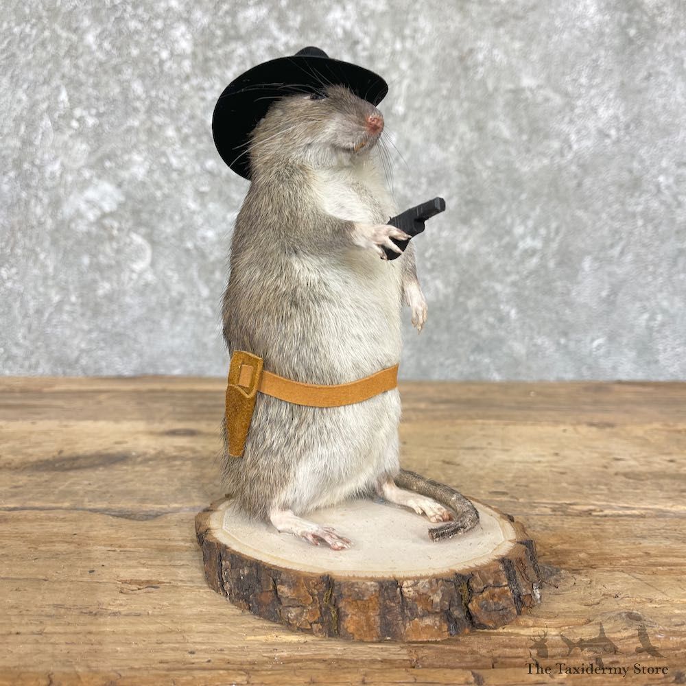 Cowboy Rat Novelty Mount For Sale #26637 @ The Taxidermy Store