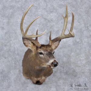 Whitetail Deer Shoulder Taxidermy Head Mount #12518 For Sale @ The Taxidermy Store