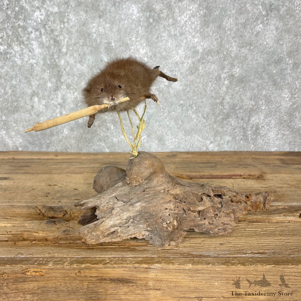 Muskrat Life-Size Taxidermy Mount For Sale #25518 - The Taxidermy Store