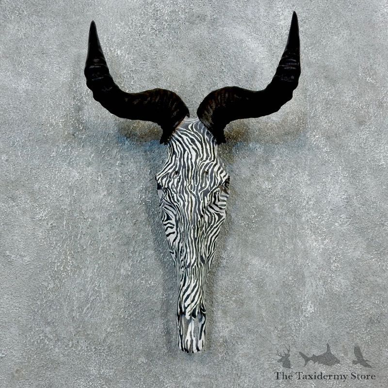 Hartebeest Skull Horns Mount For Sale #18316 For Sale @ The Taxidermy Store