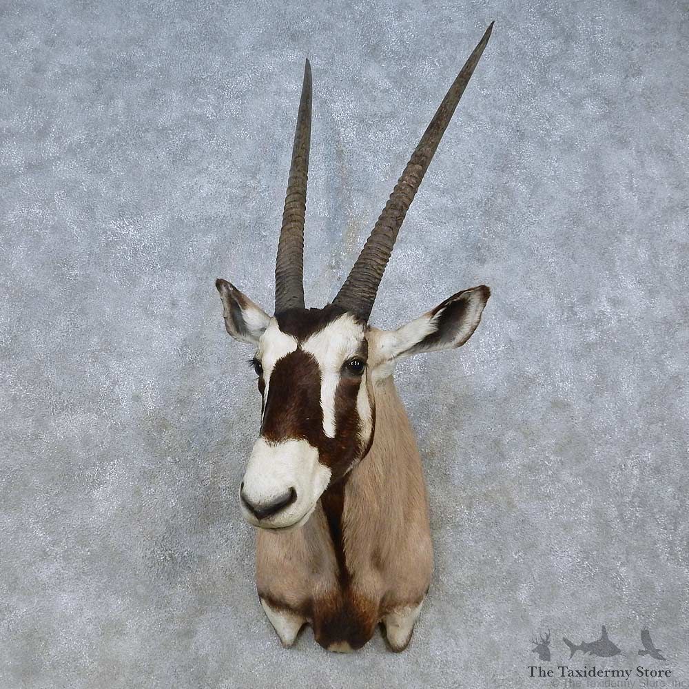African Gemsbok Shoulder Mount For Sale #15059 @ The Taxidermy Store