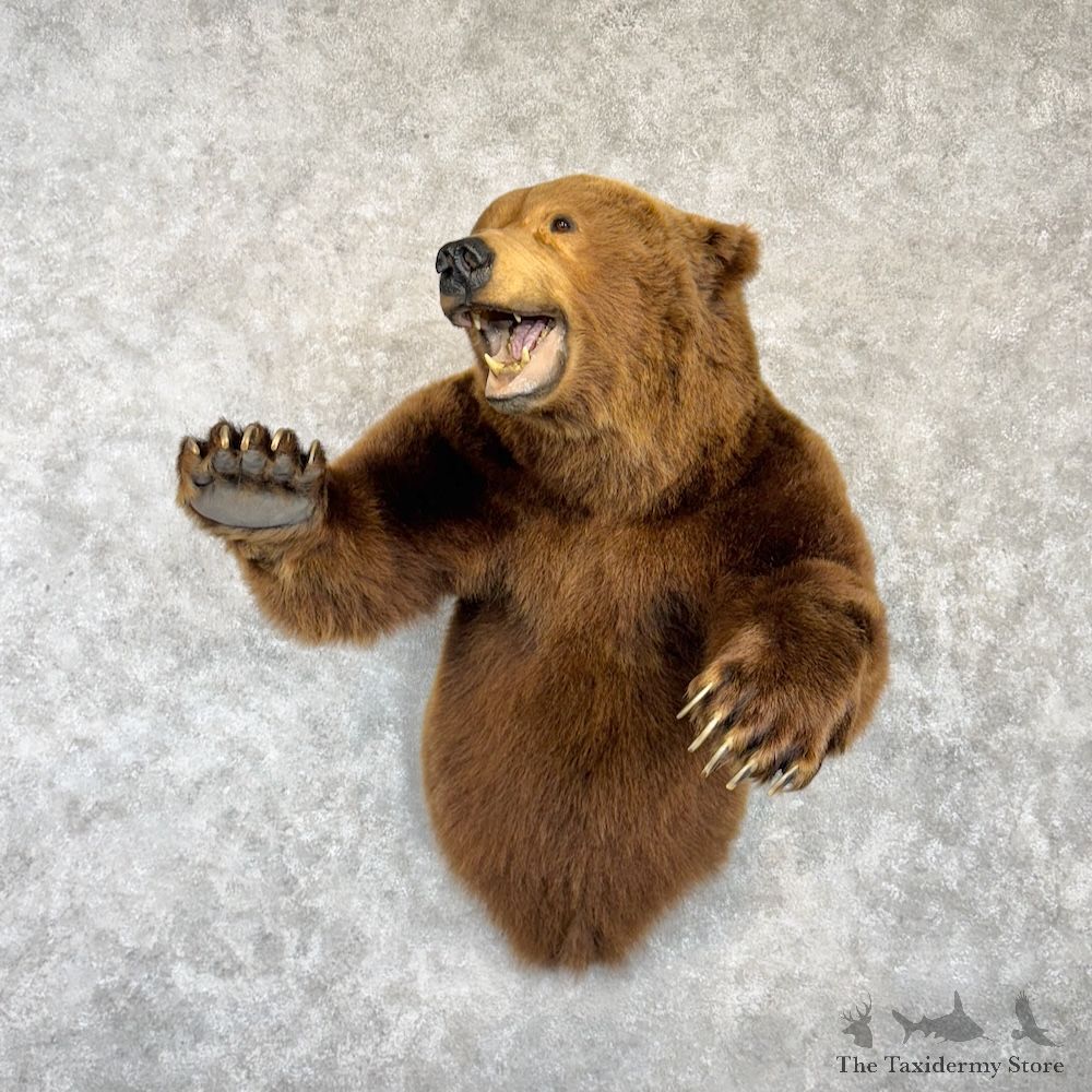Alaskan Brown Bear 1/2 Life-Size Mount For Sale #29983 @ The Taxidermy Store