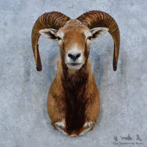 Mouflon Ram Shoulder Mount For Sale #15288 @ The Taxidermy Store