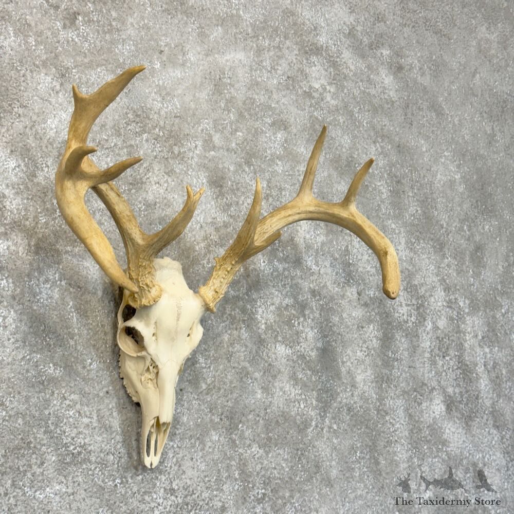 Whitetail Deer Skull European Mount For Sale #28903 @ The Taxidermy Store