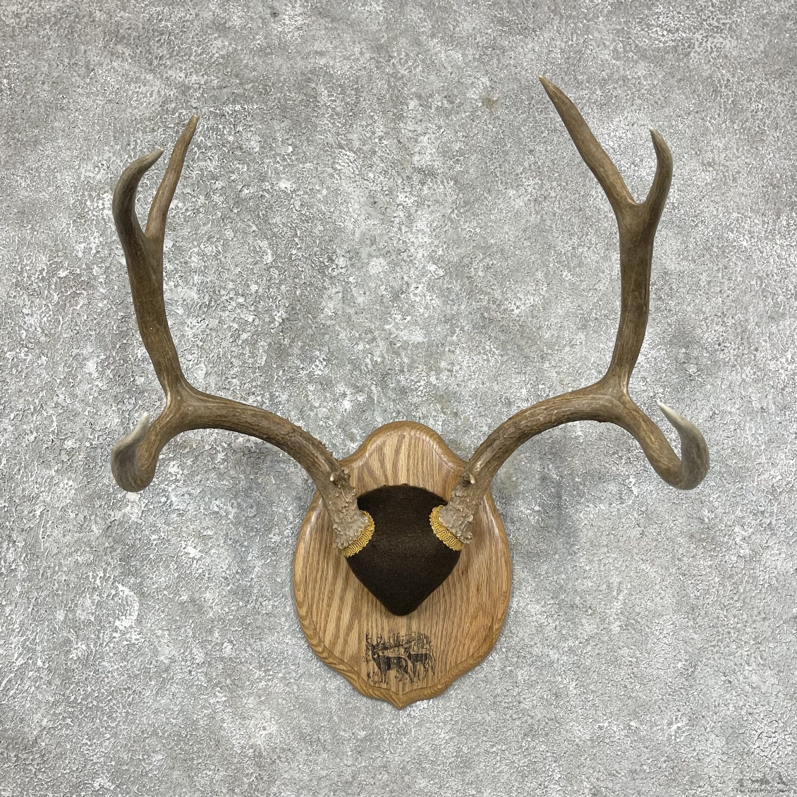 Mule Deer Taxidermy Plaque #25290 For Sale @ The Taxidermy Store