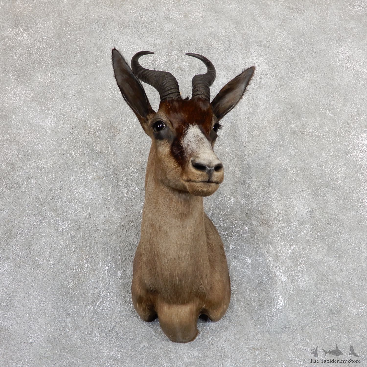 Black Springbok Shoulder Mount For Sale #19635 @ The Taxidermy Store