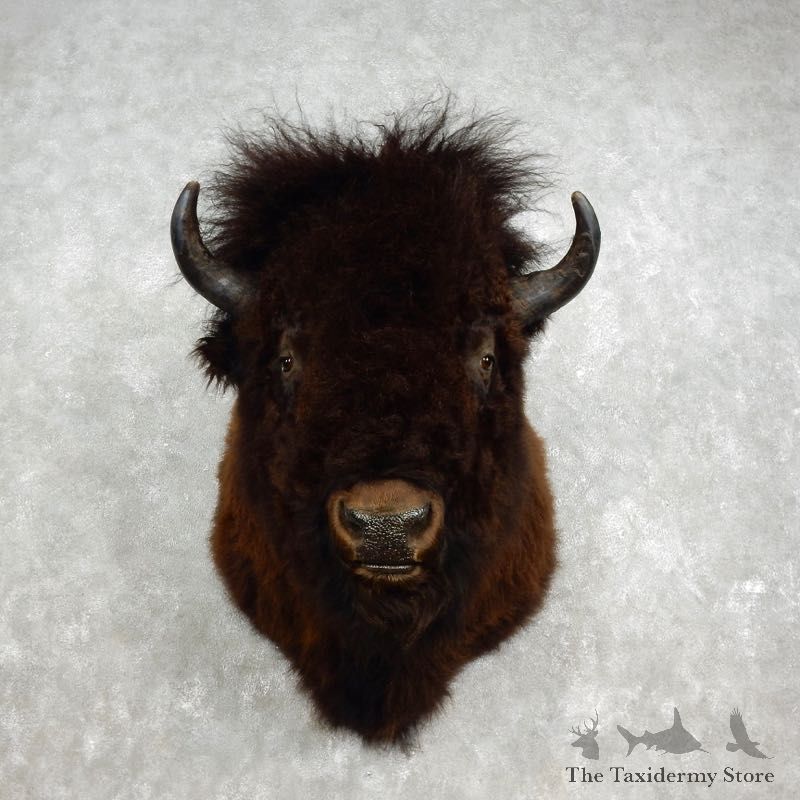American Bison Shoulder Mount For Sale #17592 @ The Taxidermy Store