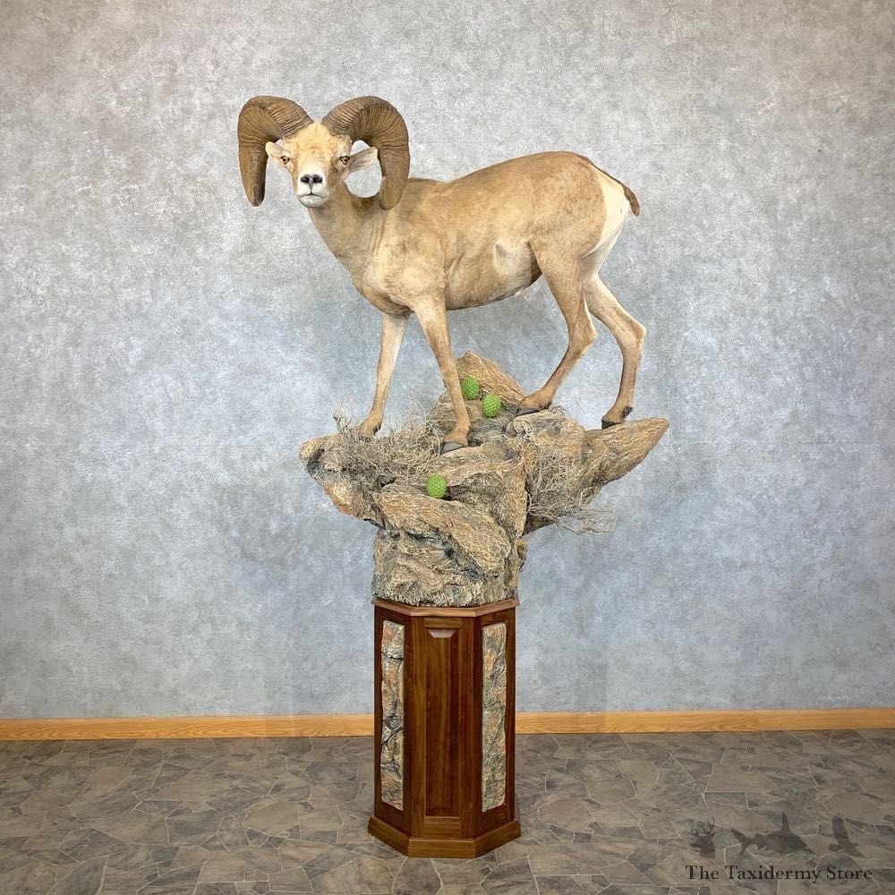 Desert Bighorn Sheep Taxidermy Mount #22885 For Sale - The Taxidermy Store