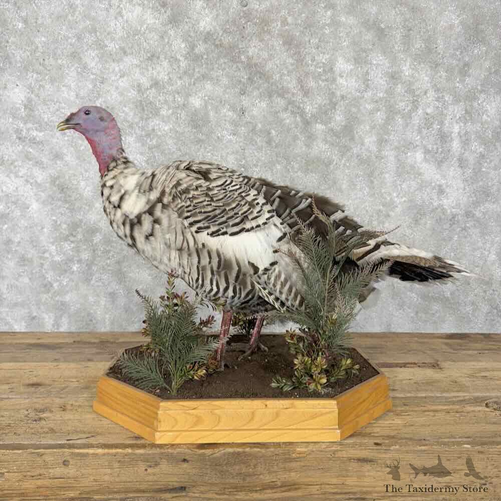 Royal Palm Hen Turkey Bird Mount For Sale #30803 @ The Taxidermy Store
