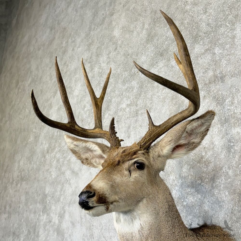 Mule Deer Shoulder Mount For Sale #29157 @ The Taxidermy Store