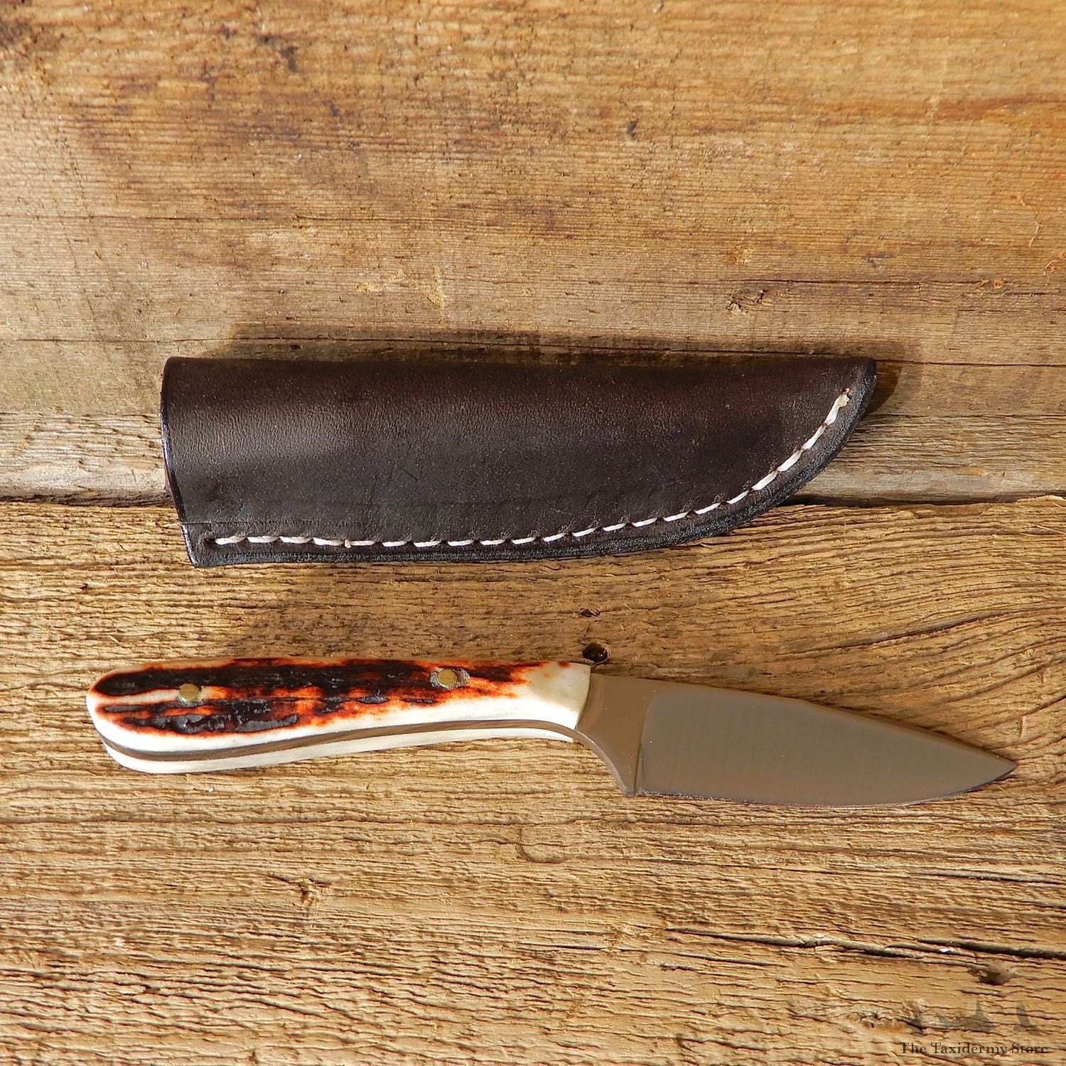 Mini Caper Caping Knife For Sale #19211 @ The Taxidermy Store