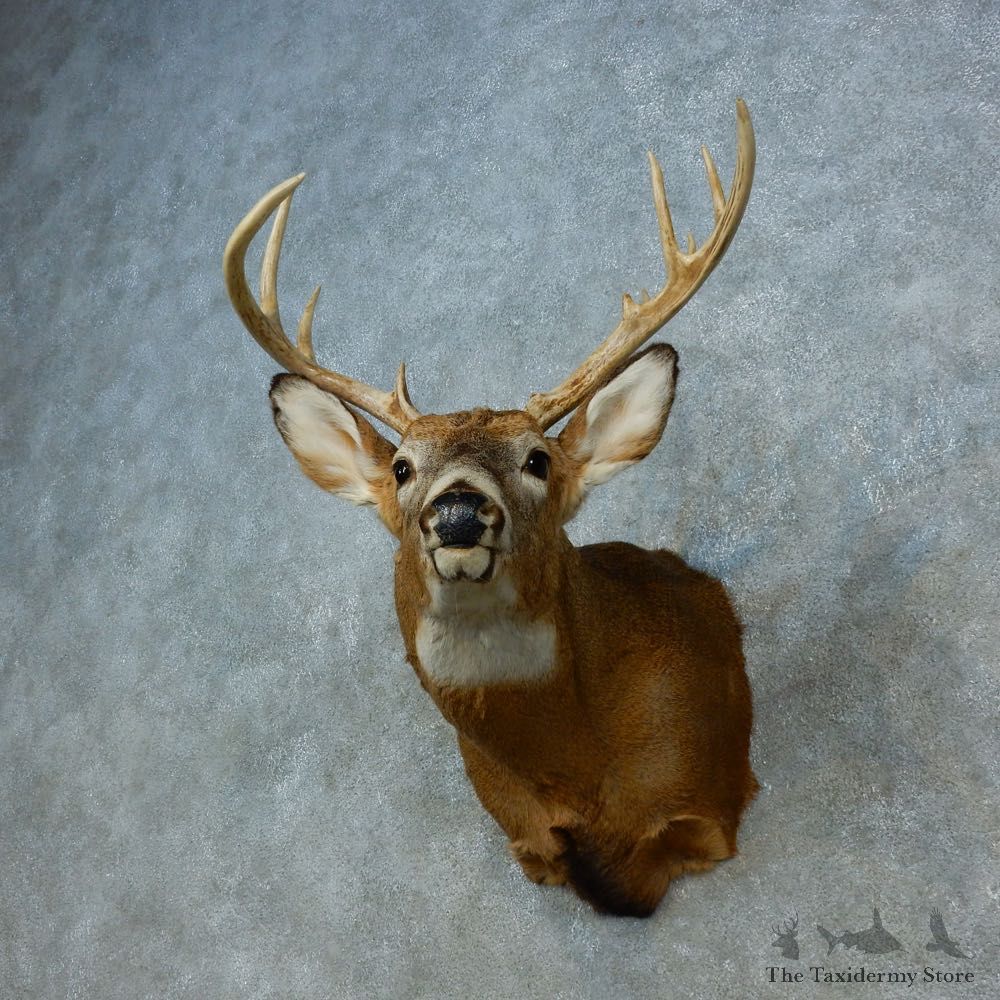 Whitetail Deer Shoulder Mount For Sale #15469 @ The Taxidermy Store