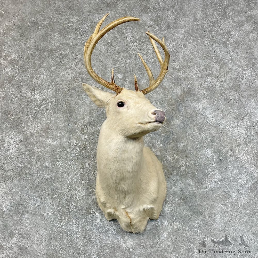Albino Whitetail Deer Shoulder Mount #25422 For Sale - The Taxidermy Store