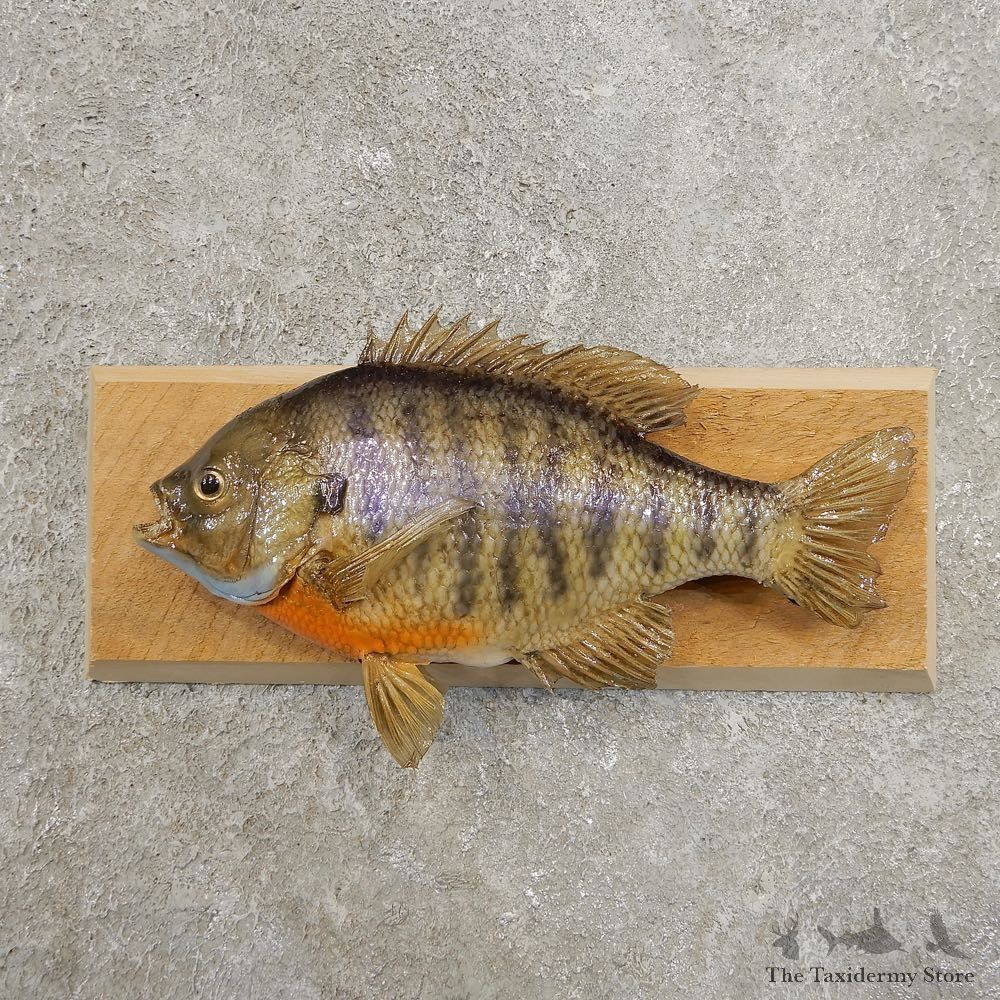 Bluegill Taxidermy Fish Mount #20953 For Sale @ The Taxidermy Store