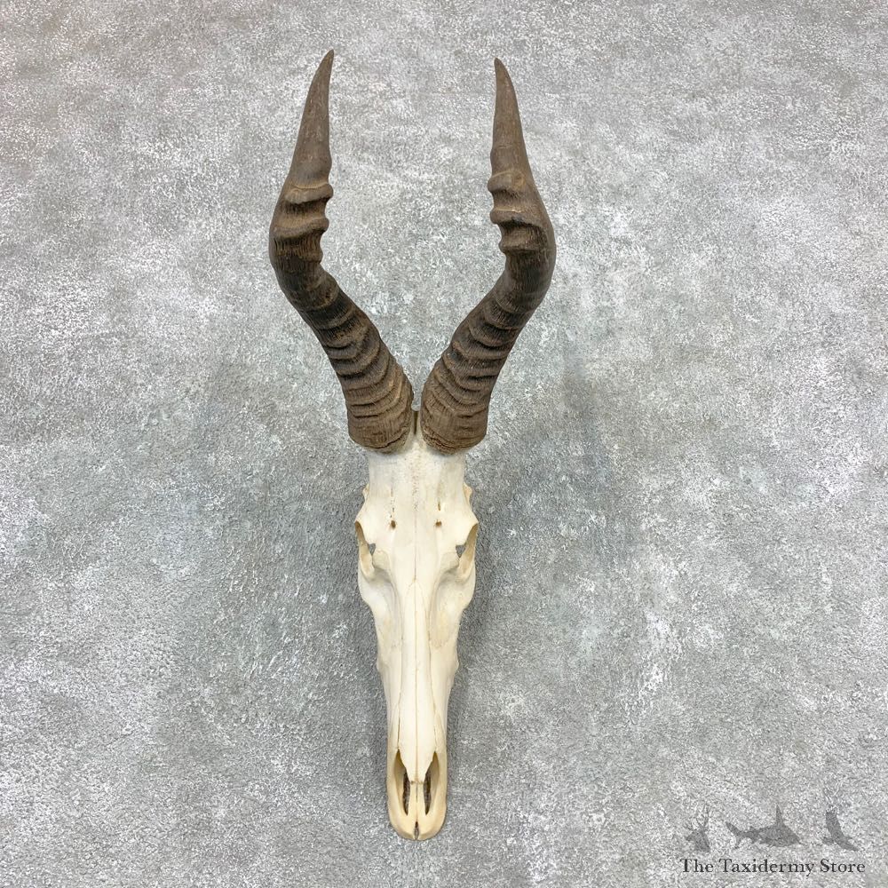 Cape Hartebeest Taxidermy Skull & Horn European Mount #23358 For Sale @ The Taxidermy Store