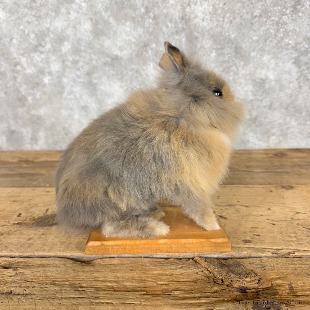 Teddy Dwarf Rabbit Life-size Mount For Sale #30196 @ The Taxidermy Store
