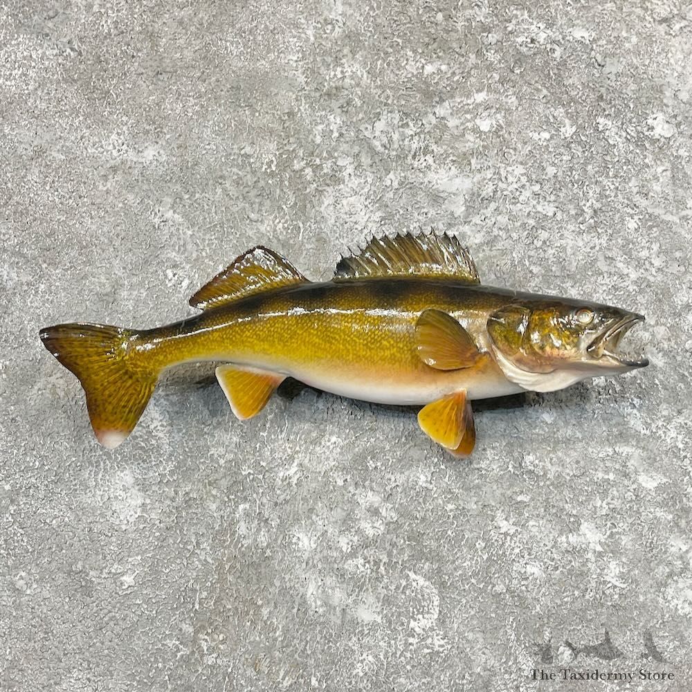 Walleye Taxidermy Fish Mount For Sale #27718 @ The Taxidermy Store