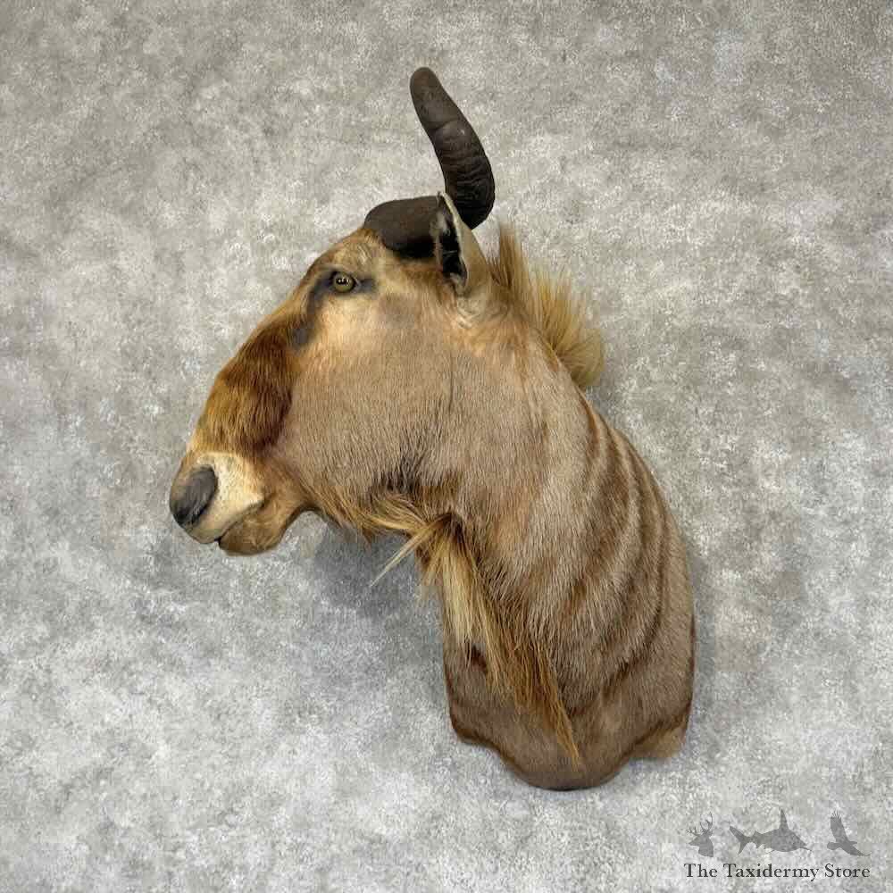 Golden Wildebeest Shoulder Mount For Sale #31893 @ The Taxidermy Store