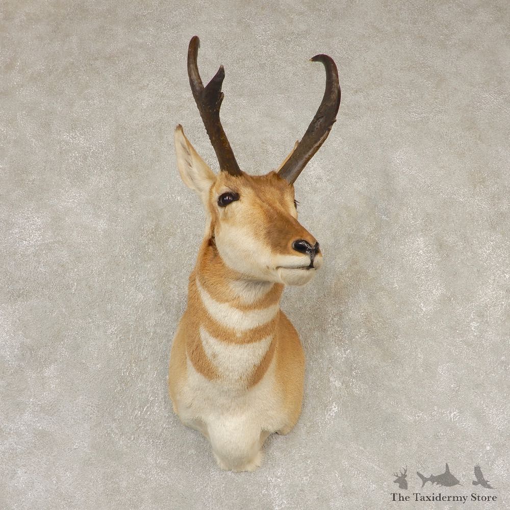 Pronghorn Antelope Shoulder Mount For Sale #21597 @ The Taxidermy-Store