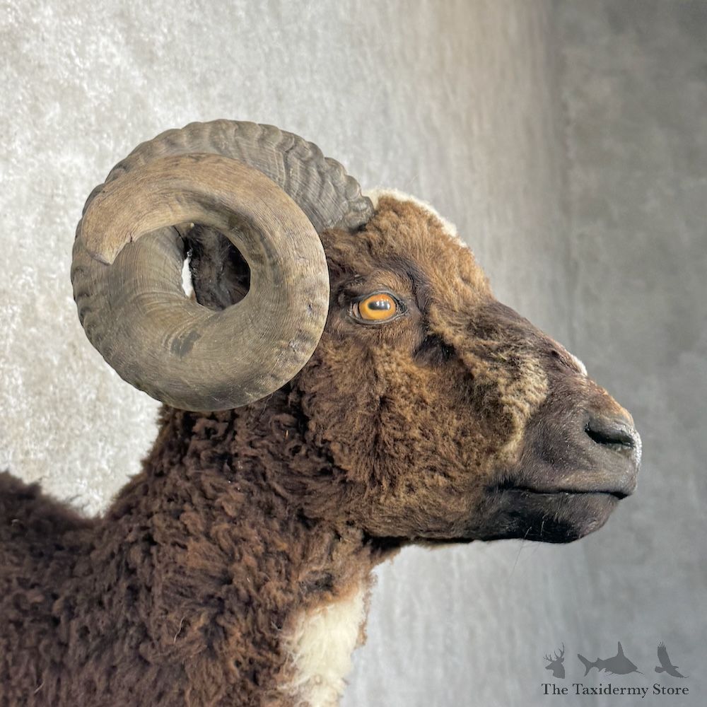 Arapawa Sheep Shoulder Mount For Sale #29867 @ The Taxidermy Store