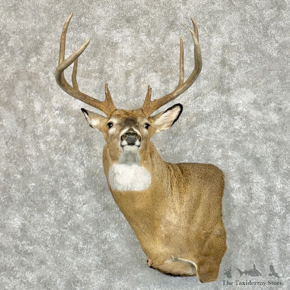 Whitetail Deer Wall Pedestal Mount For Sale #29070 - The Taxidermy Store
