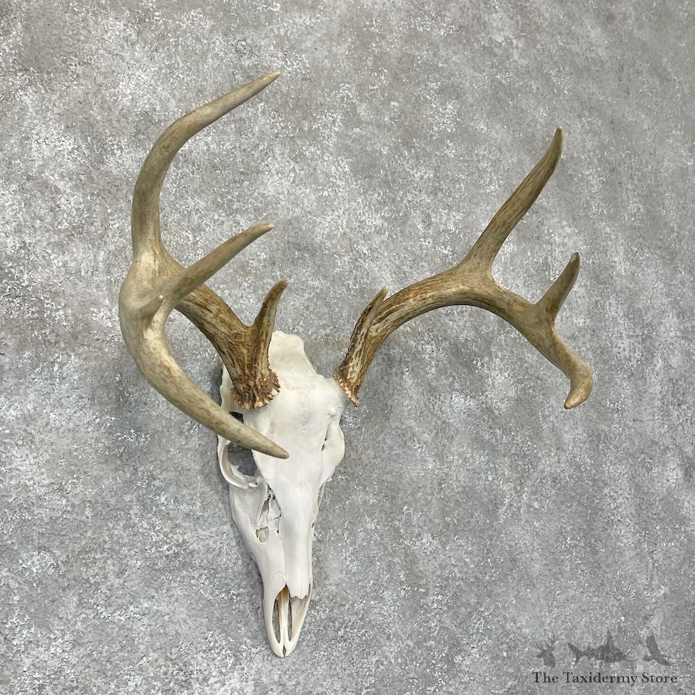 Whitetail Deer Skull European Mount For Sale #28262 @ The Taxidermy Store