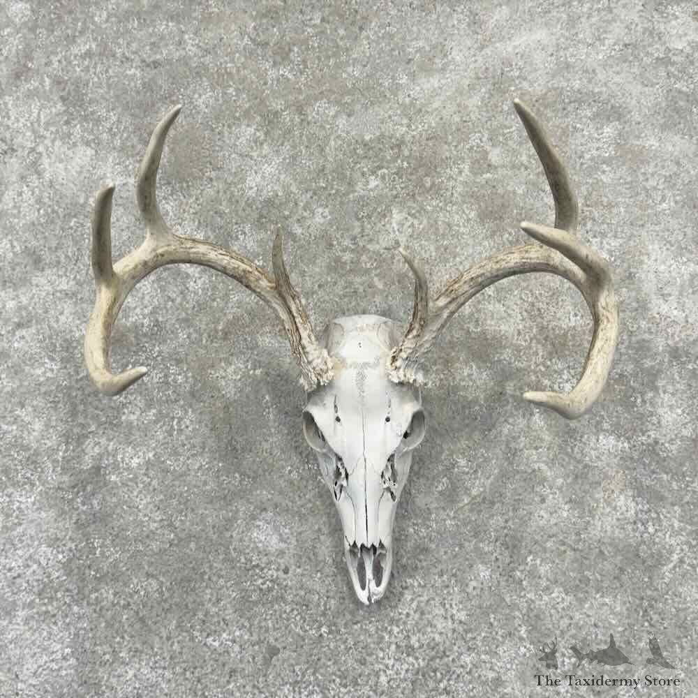 Whitetail Deer Skull European Mount For Sale #32168 @ The Taxidermy Store