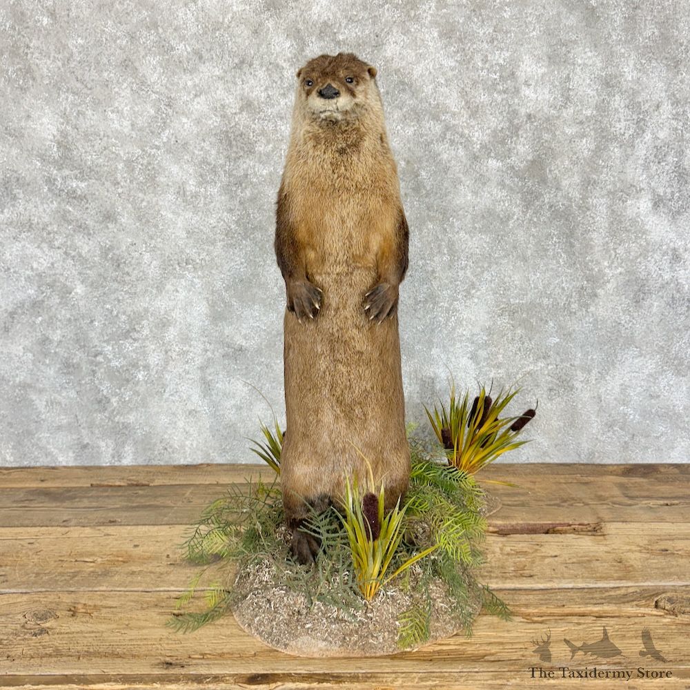 River Otter Life-Size Mount For Sale #29261 @ The Taxidermy Store