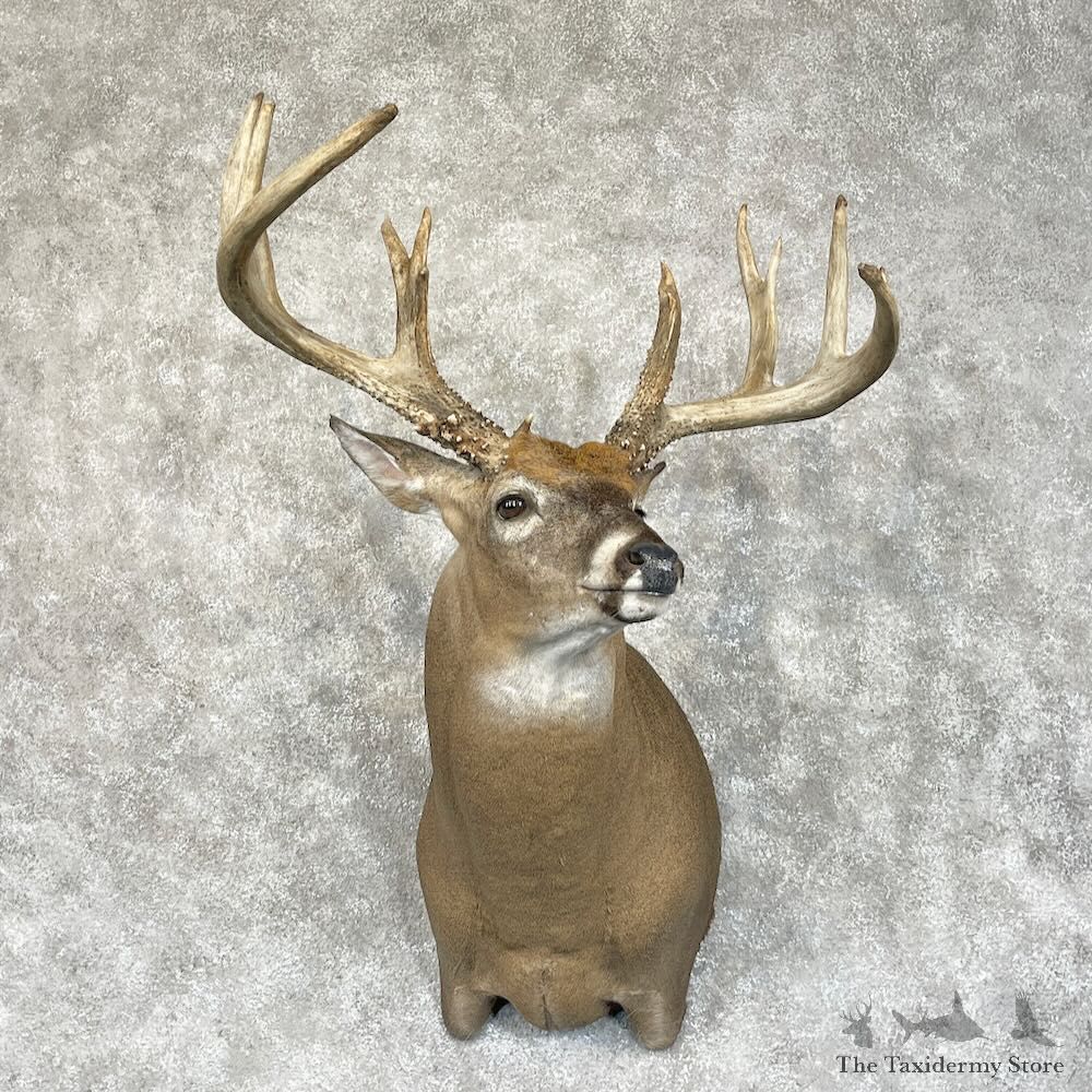 Whitetail Deer Shoulder Mount For Sale #28706 - The Taxidermy Store