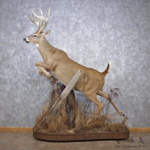 Whitetail Deer Life Size Mount #12510 For Sale @ The Taxidermy Store