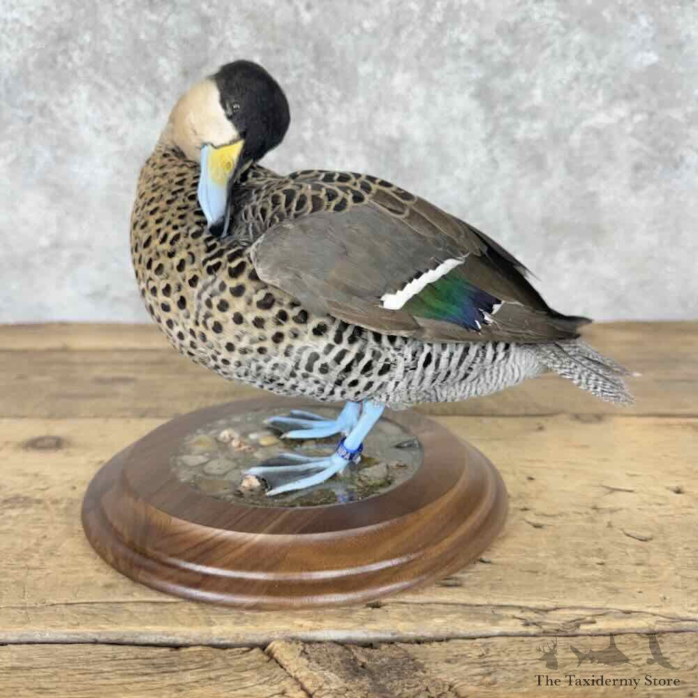 Silver Teal Bird Mount For Sale #32132 @ The Taxidermy Store
