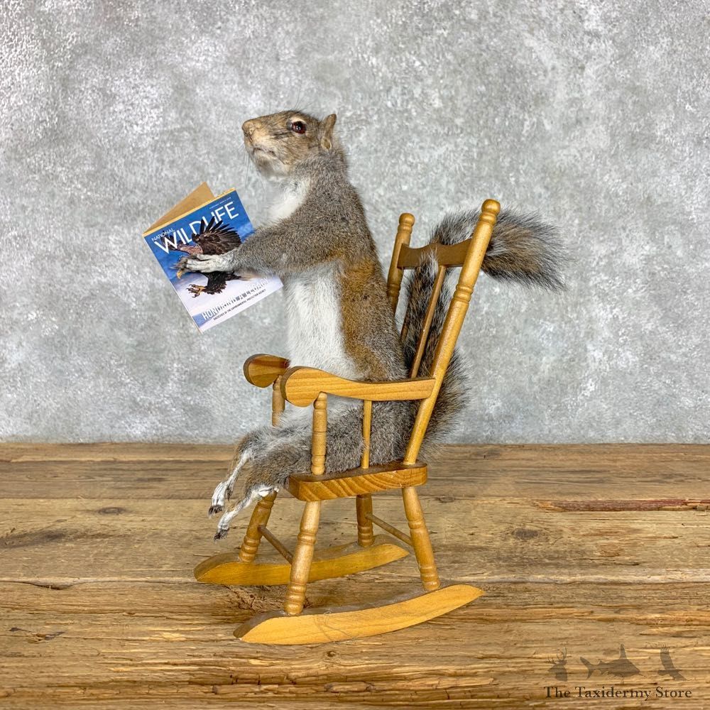 Rocking Chair Squirrel Novelty Mount For Sale #23472 @ The Taxidermy Store