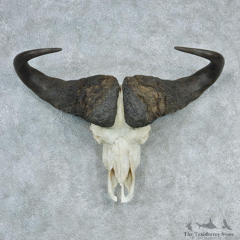 African Cape Buffalo Skull & Horn European Mount #12729 For Sale @ The Taxidermy Store