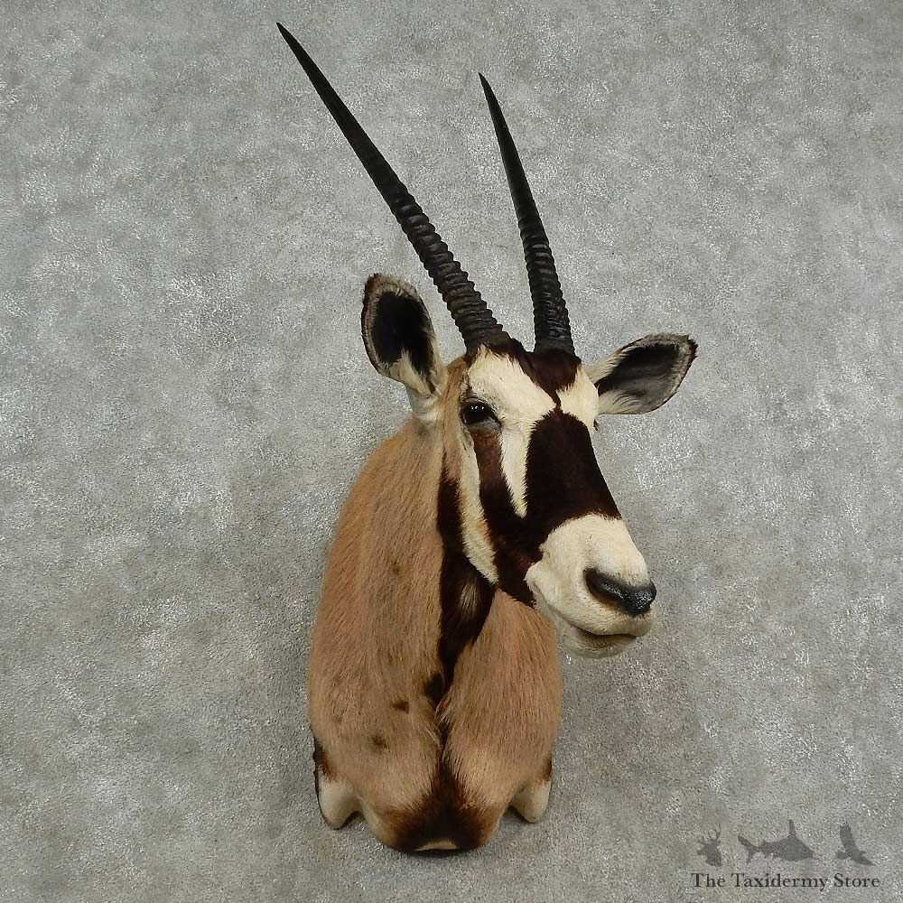 Gemsbok Oryx Shoulder Mount For Sale #16947 @ The Taxidermy Store