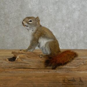 Red Squirrel Life-Size Mount For Sale #17231 @ The Taxidermy Store