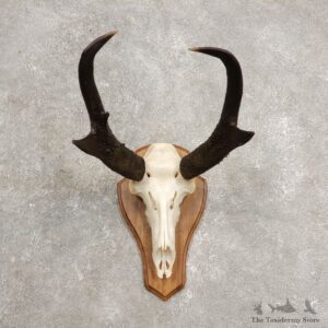 Pronghorn Skull & Horn European Mount #20448 For Sale @ The Taxidermy Store