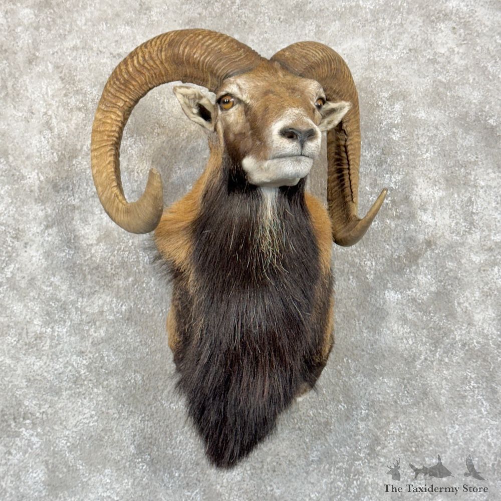 European Mouflon Ram Shoulder Mount For Sale #29865 @ The Taxidermy Store