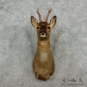 Roe Deer Taxidermy Mount For Sale #17248 @ The Taxidermy Store