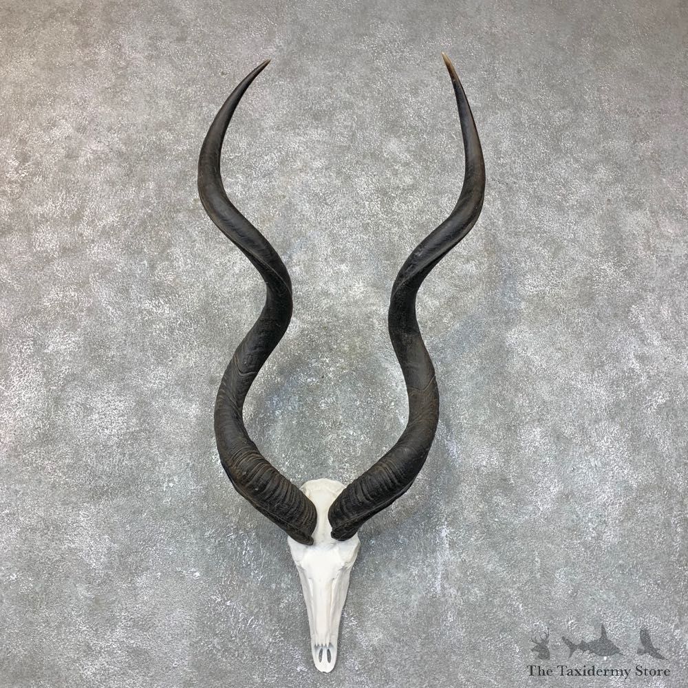 Greater Kudu Skull European Mount For Sale #23719 @ The Taxidermy Store