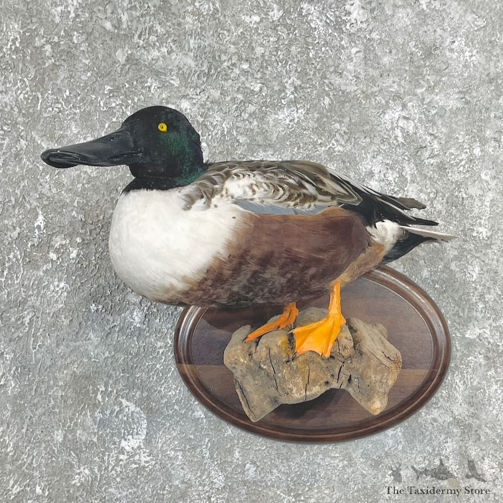 Northern Shoveler Taxidermy Duck Mount For Sale #26280 @The Taxidermy Store