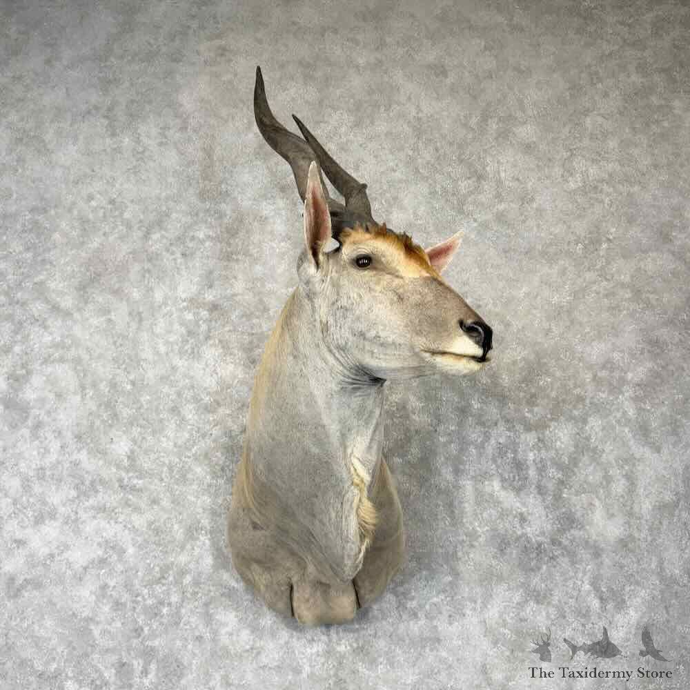 Common Cape Eland Shoulder Mount For Sale #30425 @ The Taxidermy Store