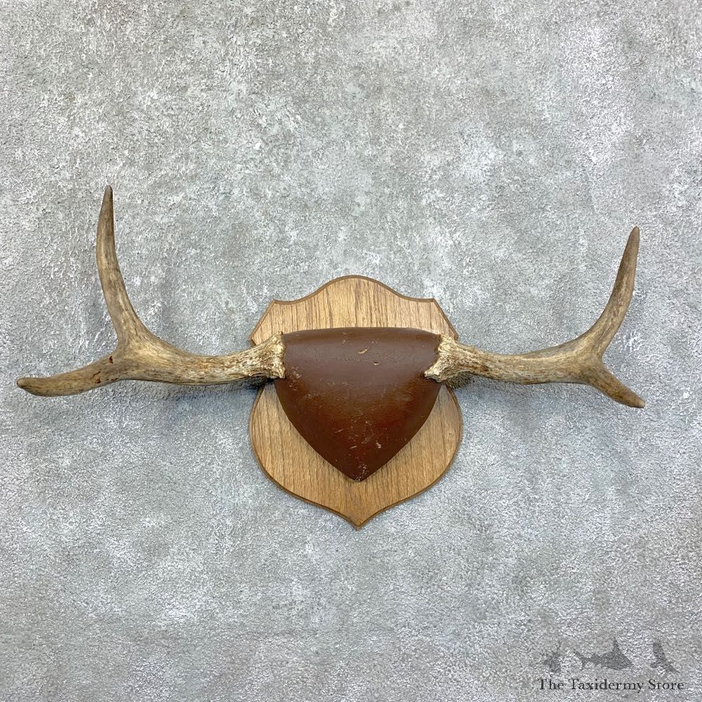 Moose Antler Plaque For Sale #22867 @ The Taxidermy Store
