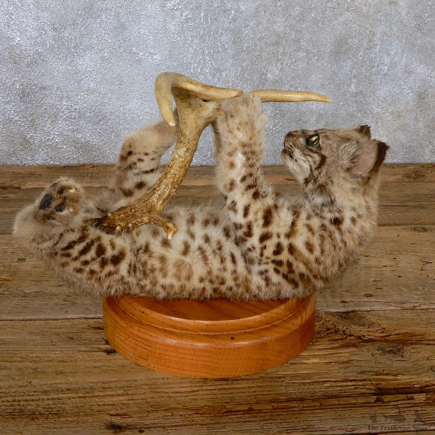 Bobcat Kitten Life-Size Mount For Sale #19083 @ The Taxidermy Store